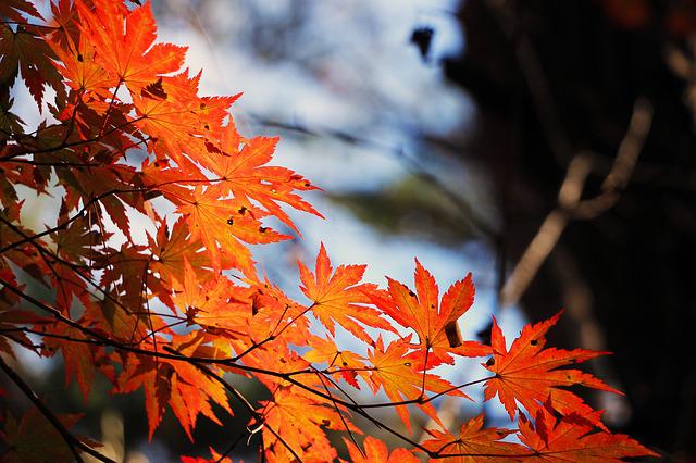 red-maple-leaves-medford-wi